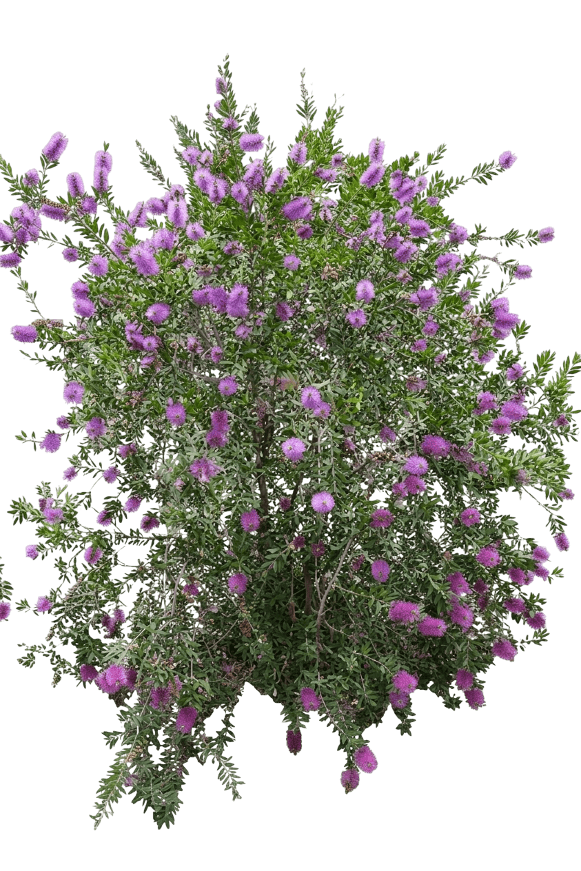 Lavender Showers (Callistemon Bottlebrush 'Lavender Showers') - Ground Layers