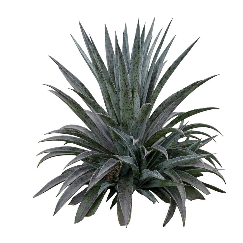Purple People Eater Mangave (Mangave) - Succulents