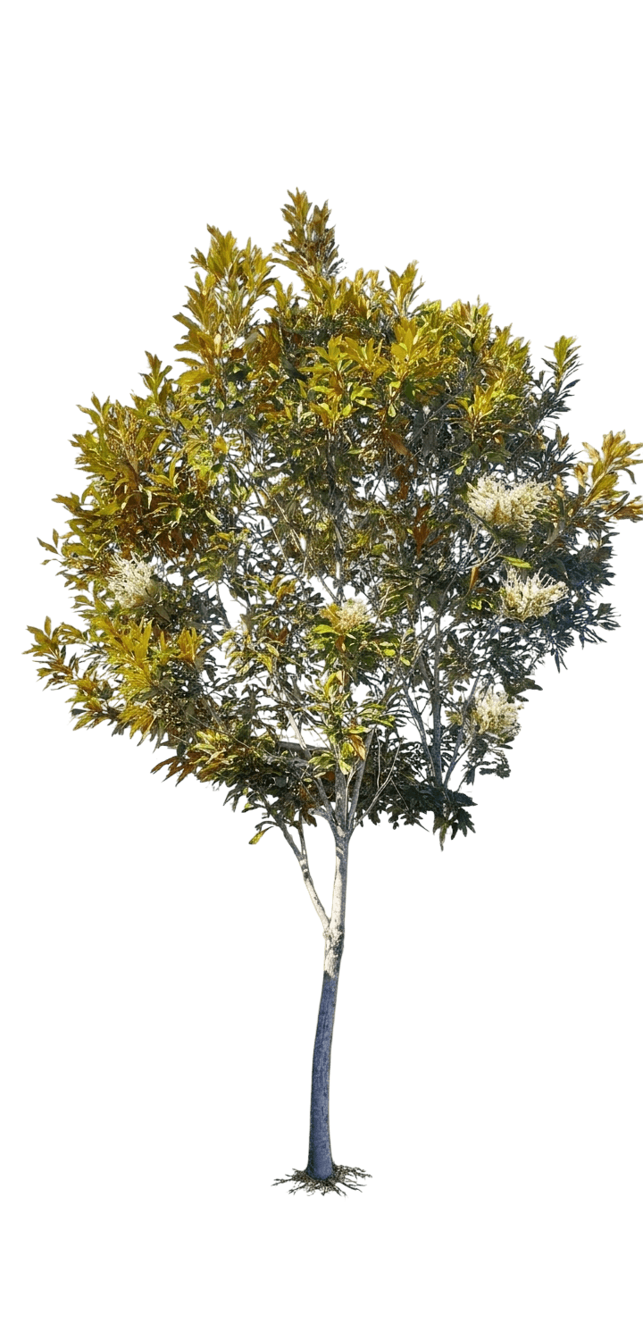 White Oak (Grevillea Baileyana) - Evergreen Trees