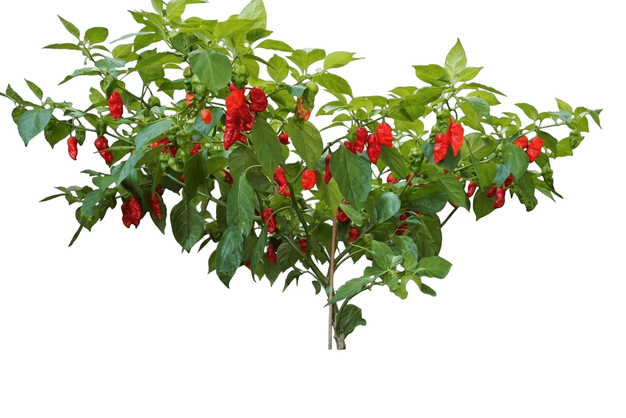 Bhut Jolokia ghost pepper (Capsicum Chinense × Capsicum Frutescens 'Bhut Jolokia') - Perennials