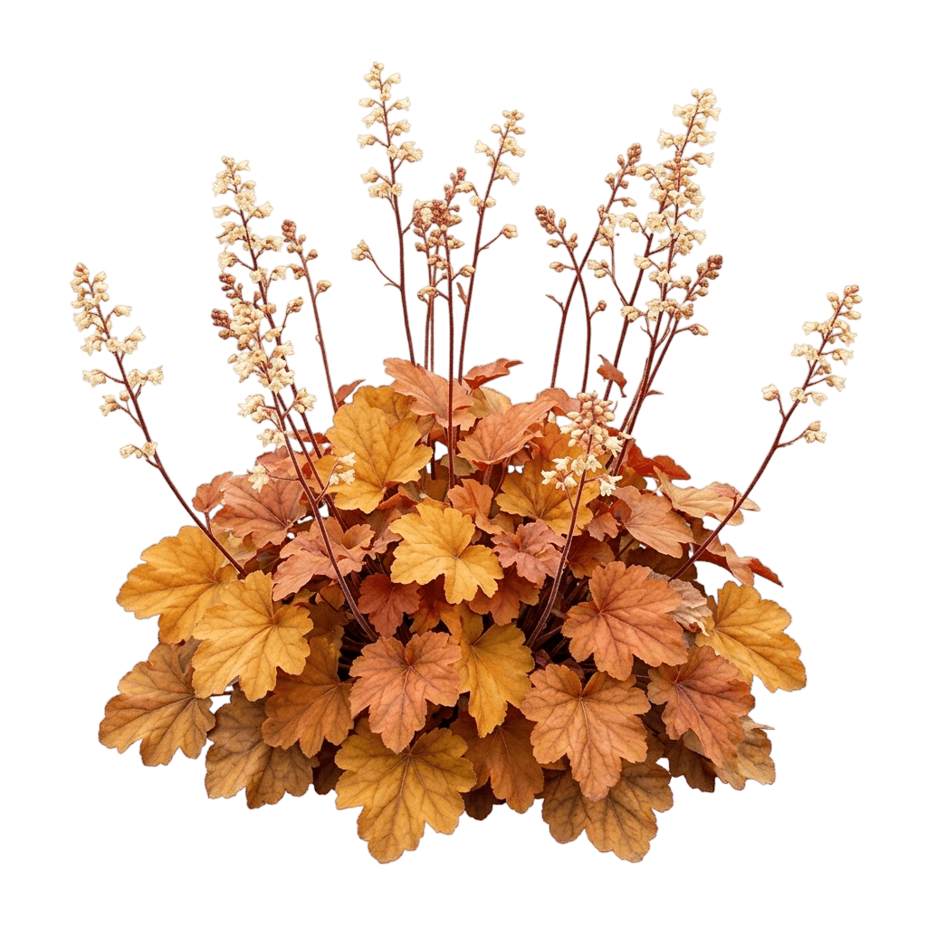 Rio Coral Bells (Heuchera X Pp24,273 Var. X 'Rio') - Perennials