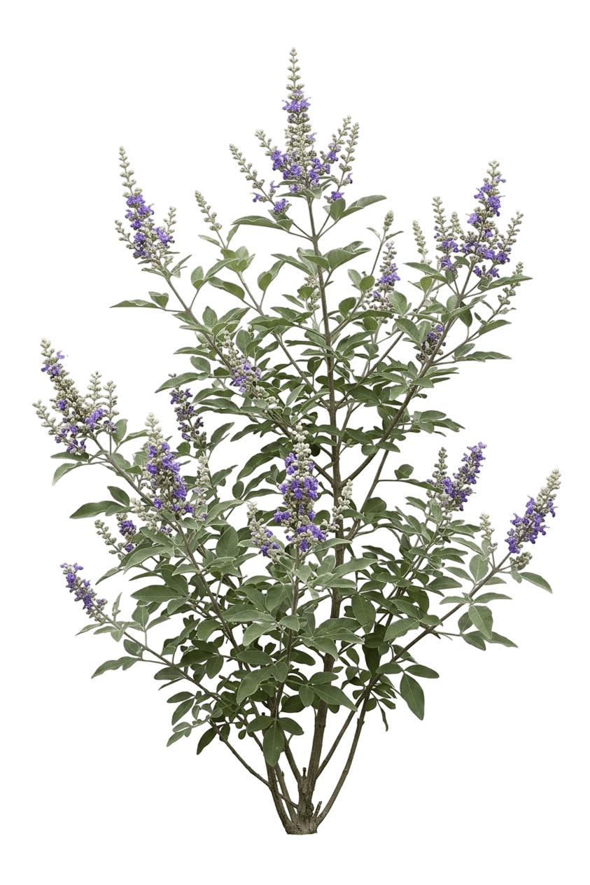 Summertime Blues Chaste Tree (Vitex 'Helen Froehlich') - Ground Layers