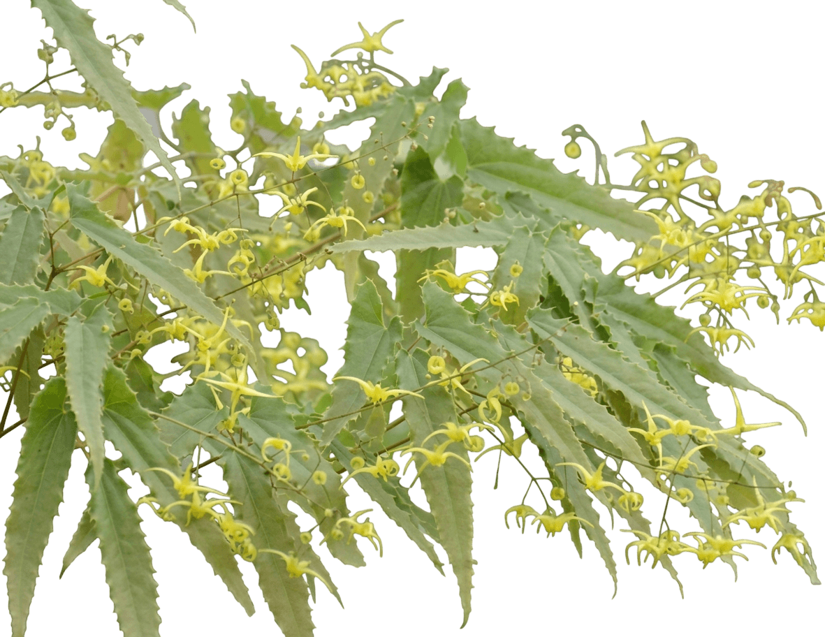 Spine Tingler Barrenwort (Epimedium Spp. Nova Var. Spp. Nova 'Spine Tingler') - Perennials