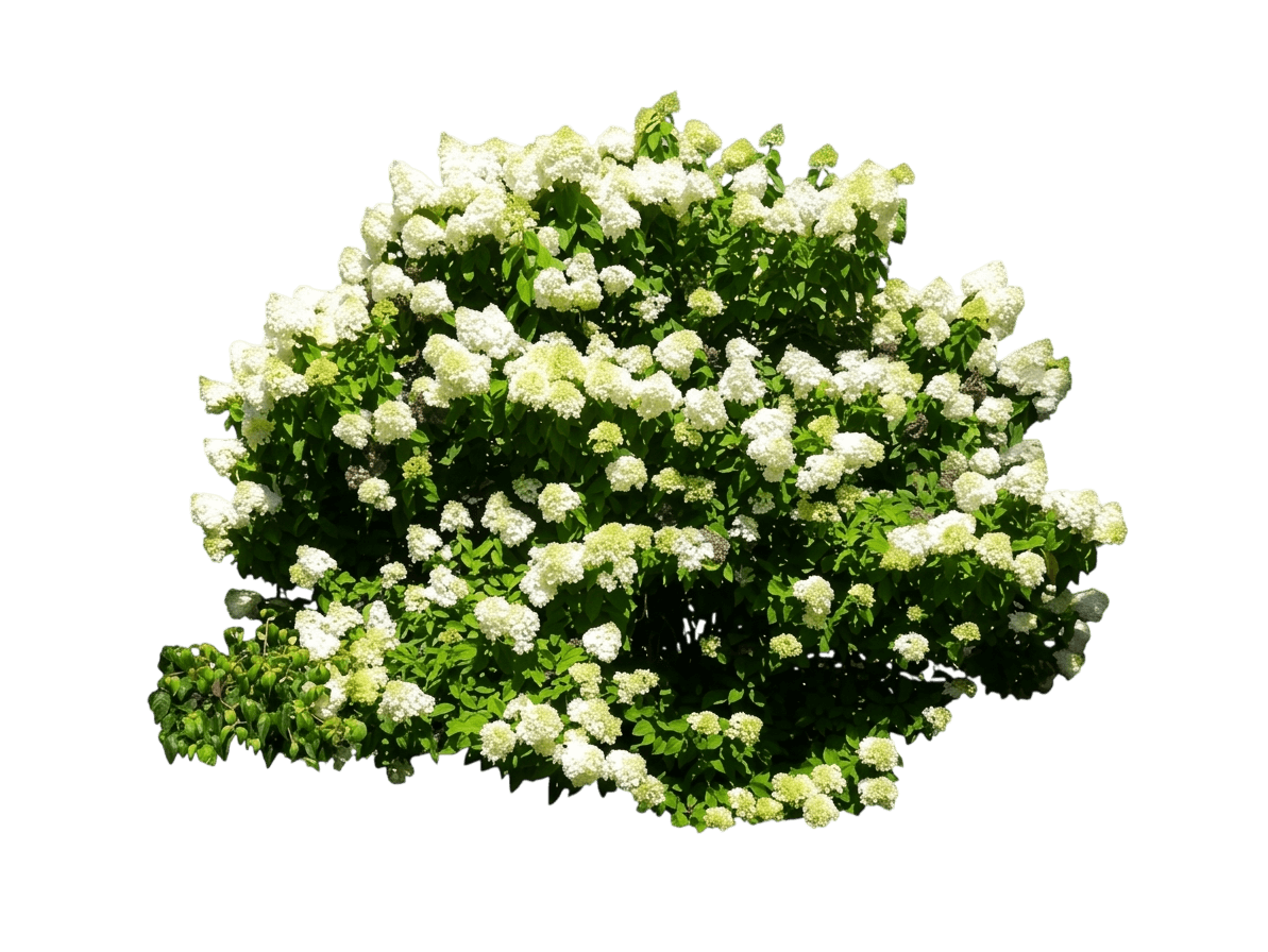 Limelight® Panicle Hydrangea (Hydrangea Paniculata Limelight 'Zwijnenburg') - Ground Layers