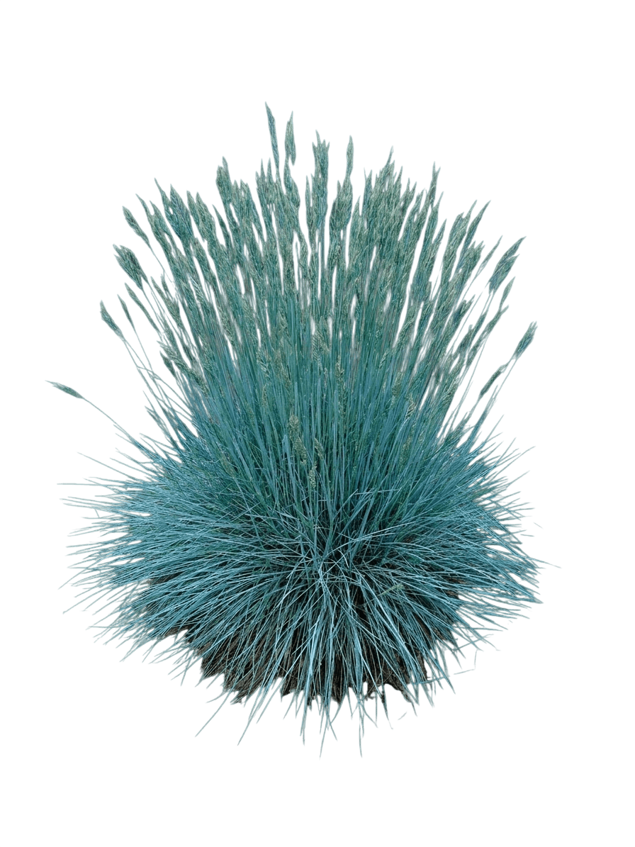 Blue Fescue Grass 'Casca11' Beyond Blue™ (Festuca Glauca Pp23307 'Casca11') - Grasses