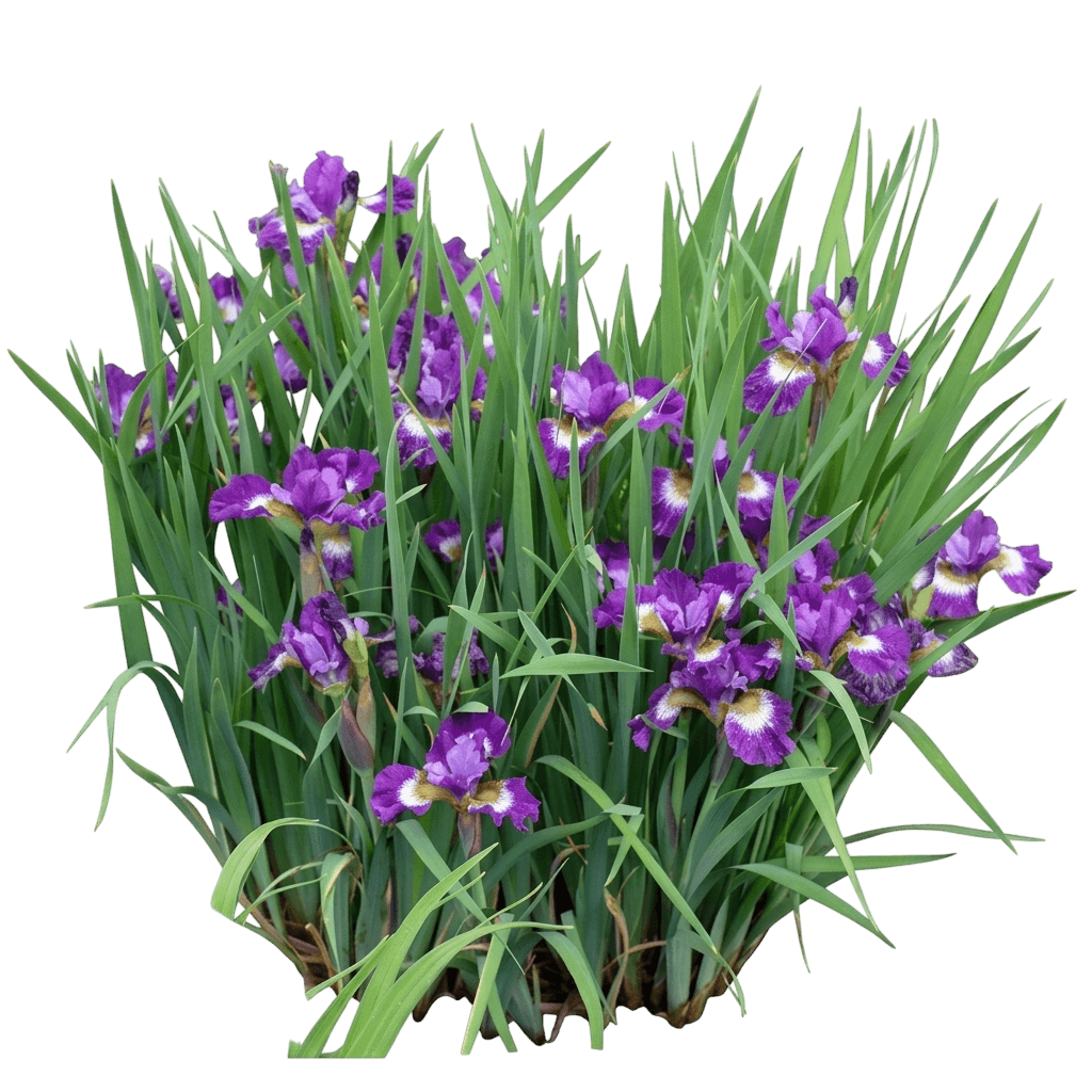 Ruffled Velvet Siberian Iris (Iris Siberica Var. Siberica 'Ruffled Velvet') - Perennials