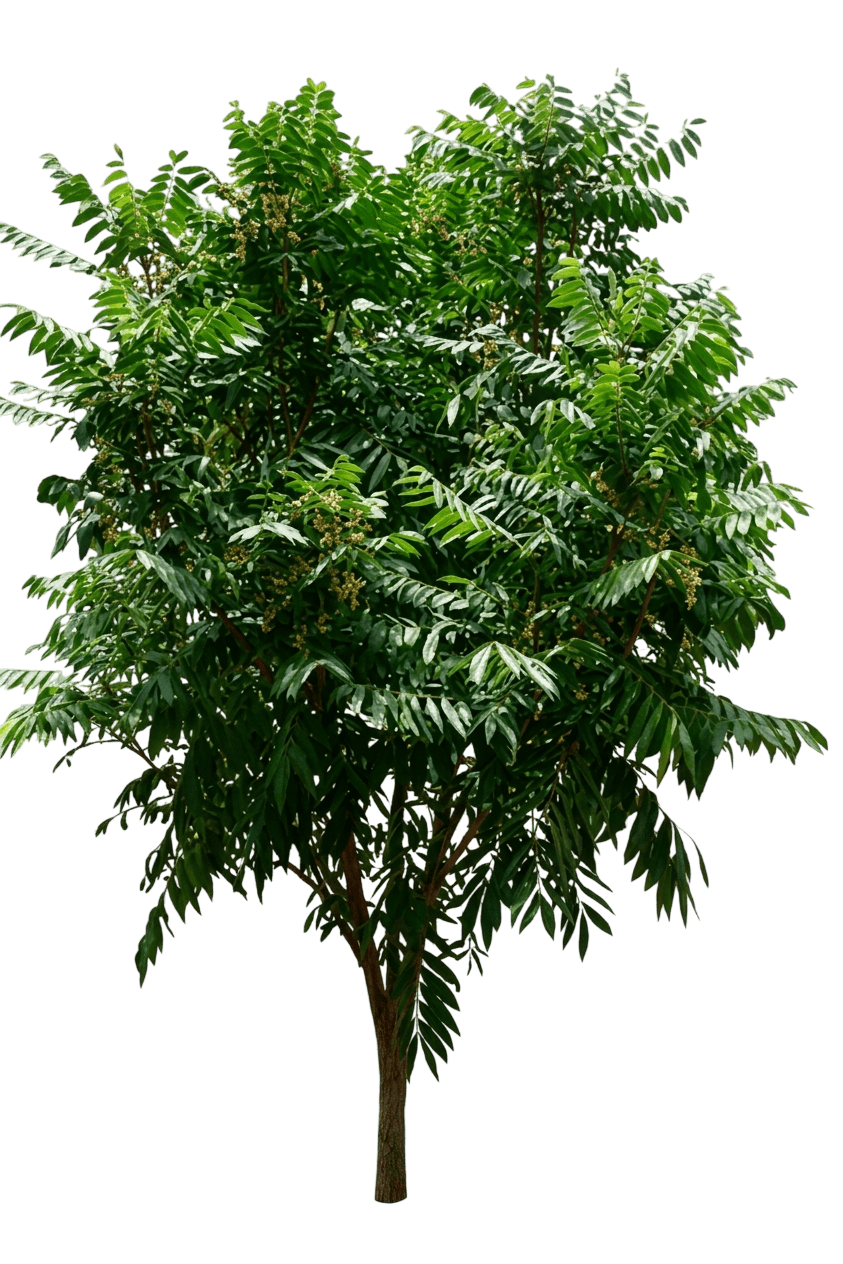 Hairy Rosewood (Didymocheton Rufus) - Evergreen Trees