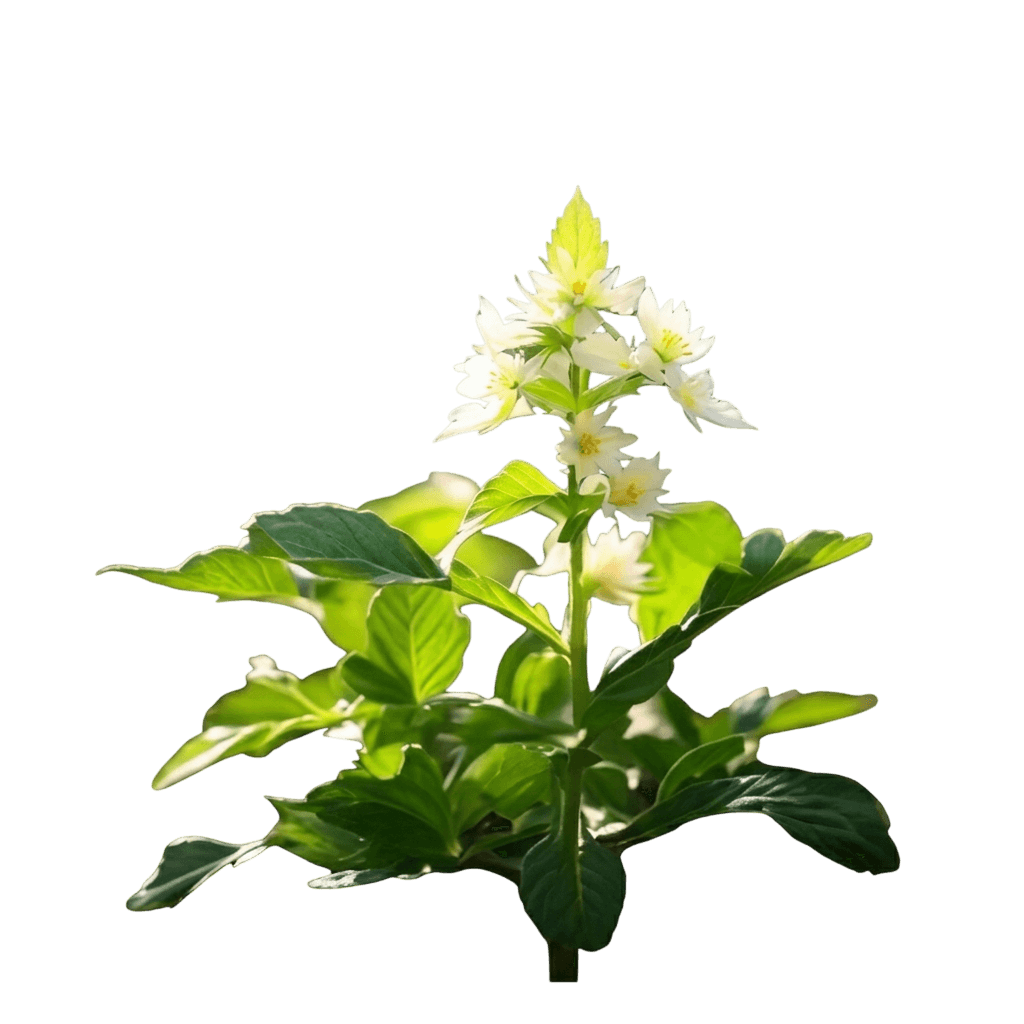 Stevia (Stevia Rebaudiana) - Perennials