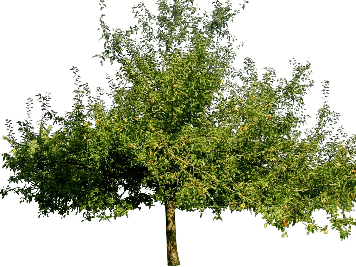Apple, Gravenstein (Malus 'Gravenstein') - Fruit Trees