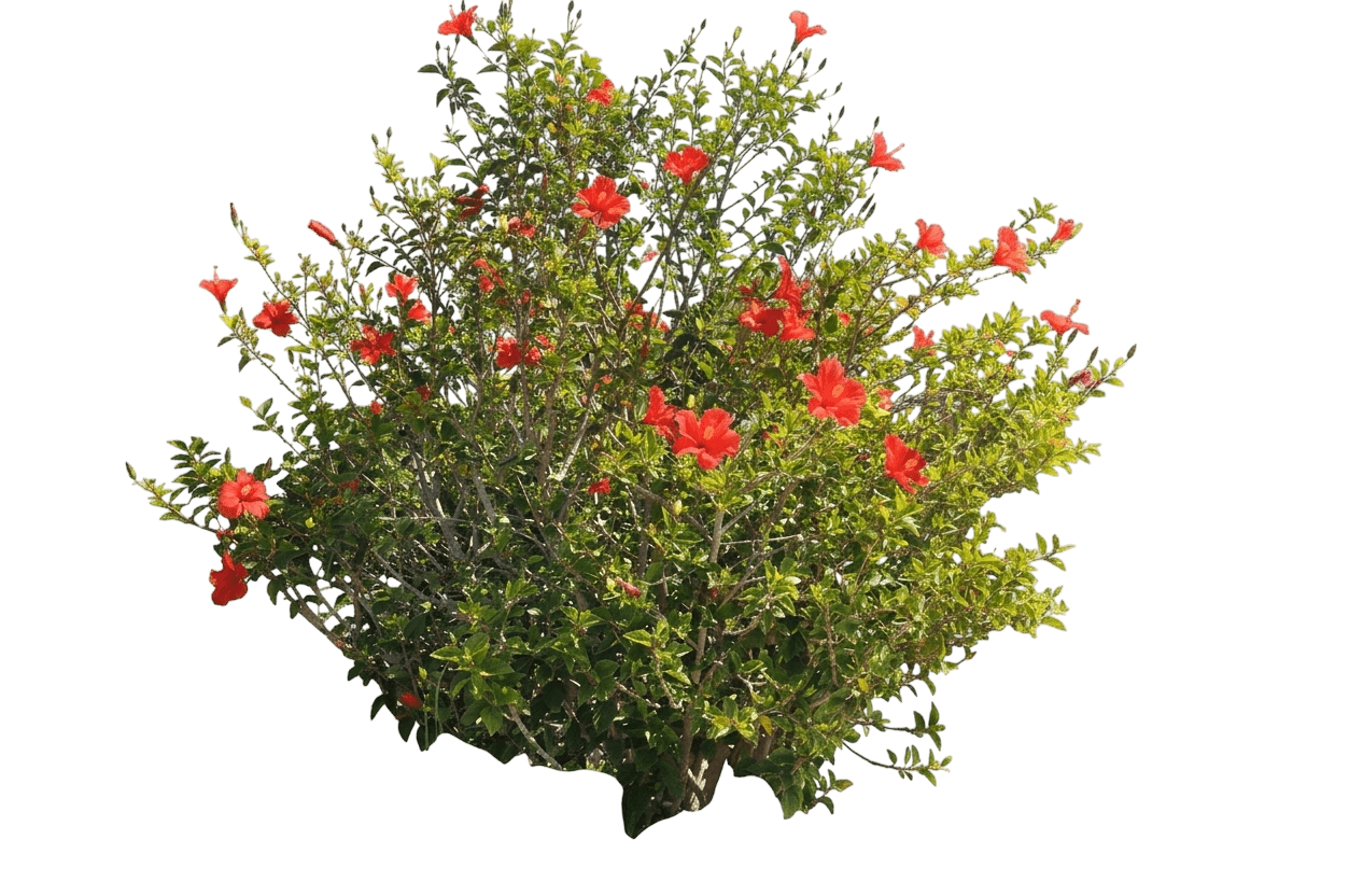 Jazzy Jewel Amber Hibiscus (Hibiscus Rosa-Sinensis 'Jbg Rh-05') - Ground Layers