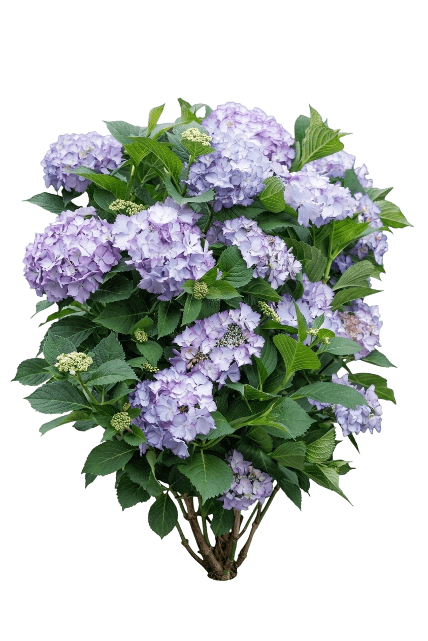 Seaside Serenade Crystal Cove Bigleaf Hydrangea (Hydrangea Macrophylla 'Camfre29') - Ground Layers