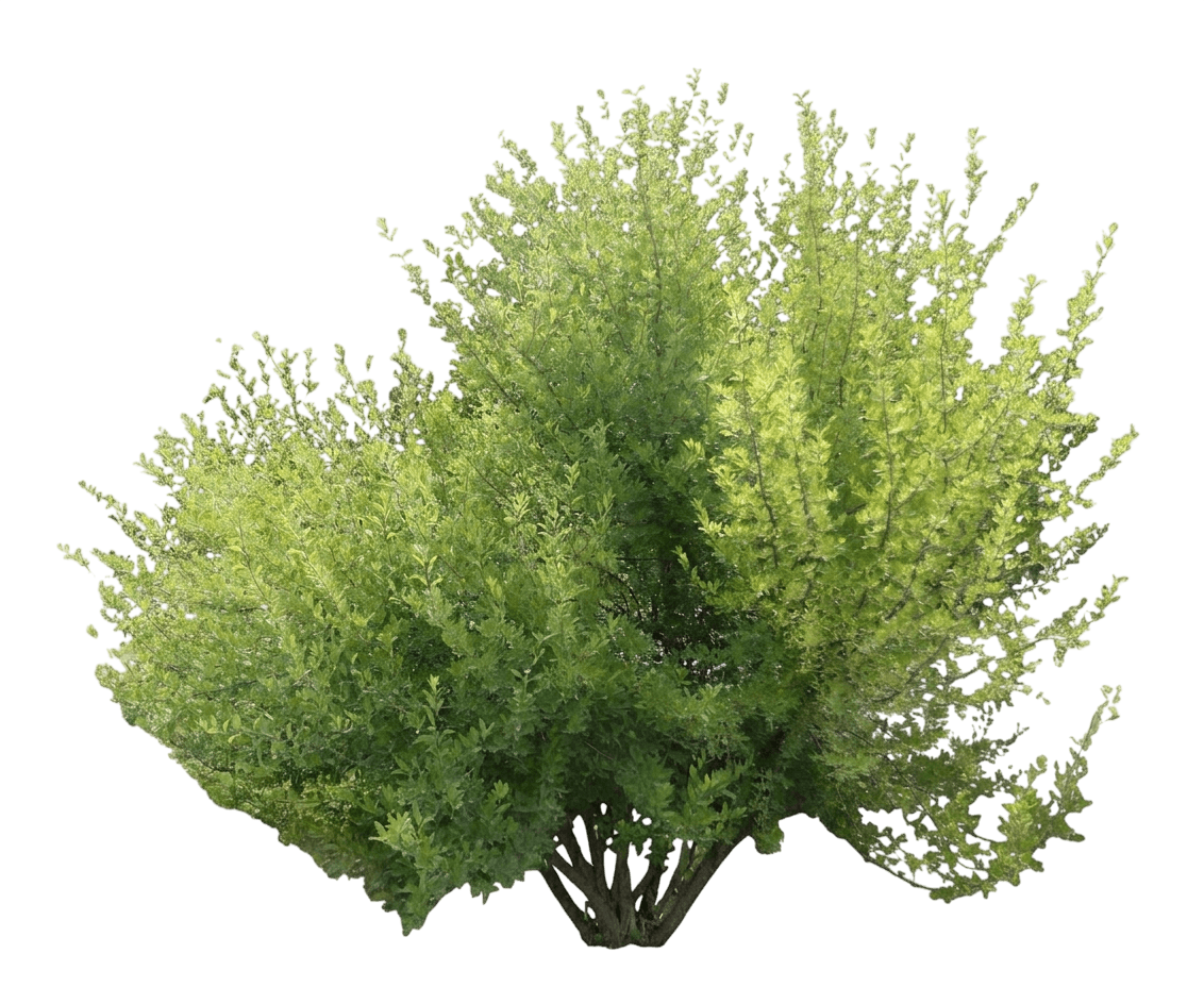 desert olive (Forestiera Pubescens) - Shrubs