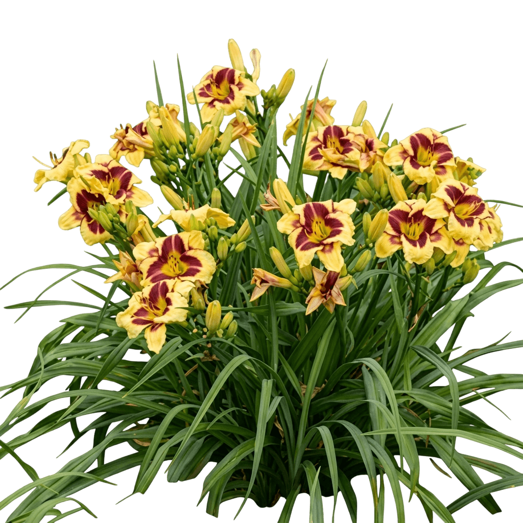 Daylily (Hemerocallis 'El Desperado') - Perennials