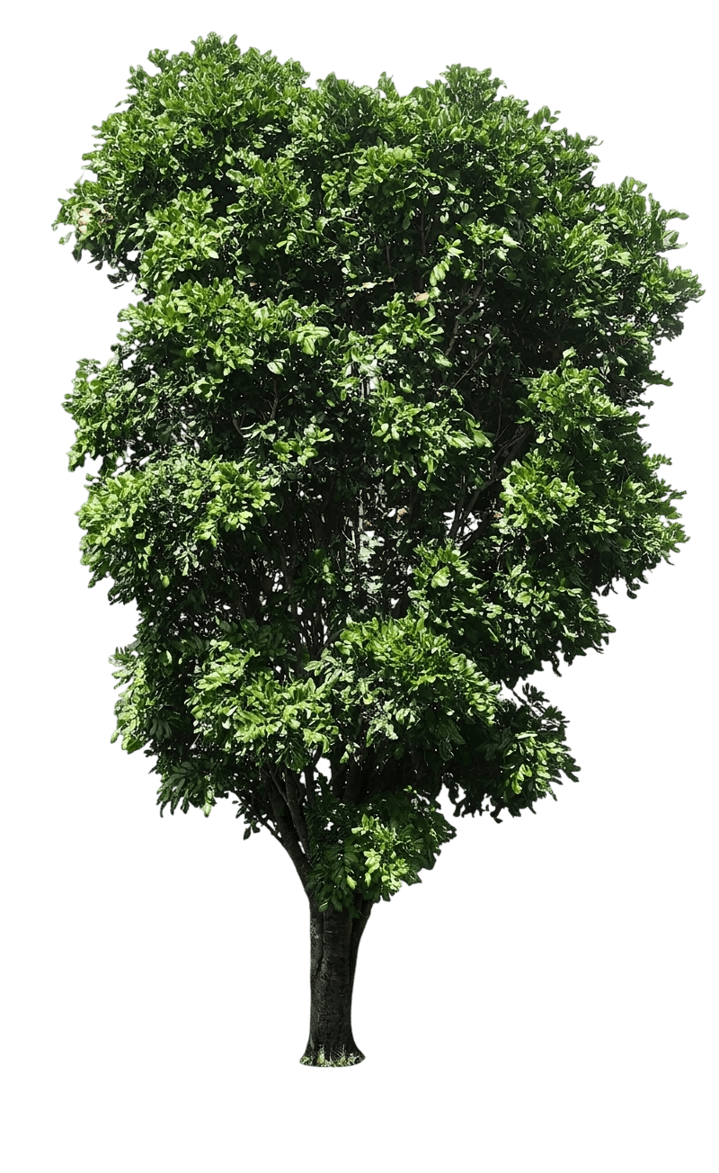 Tuckeroo (Cupaniopsis Anacardioides) - Evergreen Trees