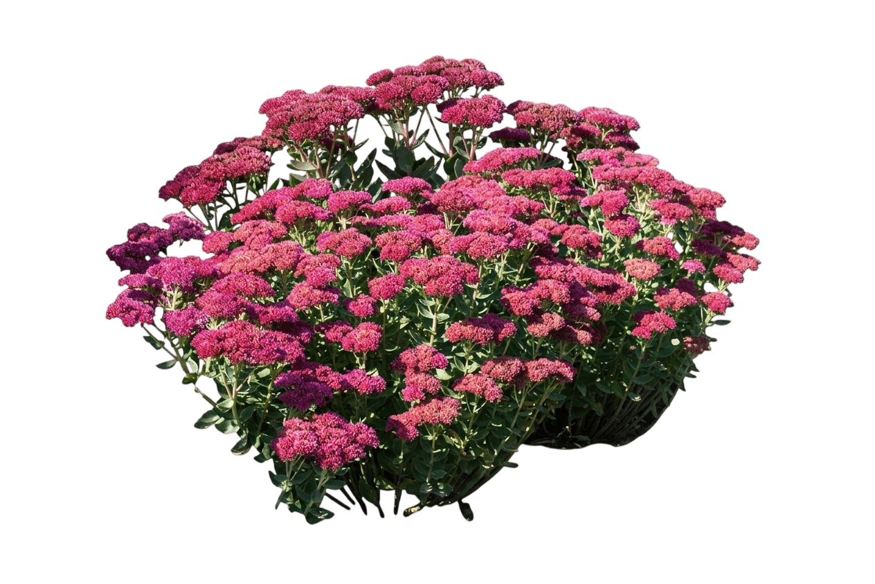 Evolution Chocolate Fountain Sedum (Sedum 'Tnsedecf') - Perennials