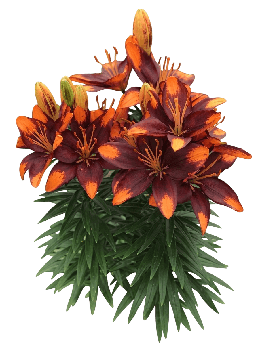 Asiatic Lily, 'Tiny Moon' (Lilium Asiatic 'Tiny Moon') - Perennials