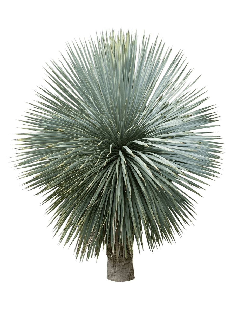 Sapphire Skies Beaked Blue Yucca (Yucca Rostrata 'Sapphire Skies') - Succulents
