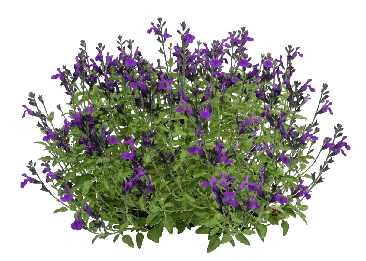 Visional Purple Salvia (Salvia Greggii 'Visional Purple') - Perennials