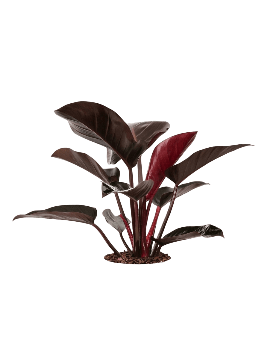 Black Cardinal (Philodendron 'Black Cardinal') - Ground Layers