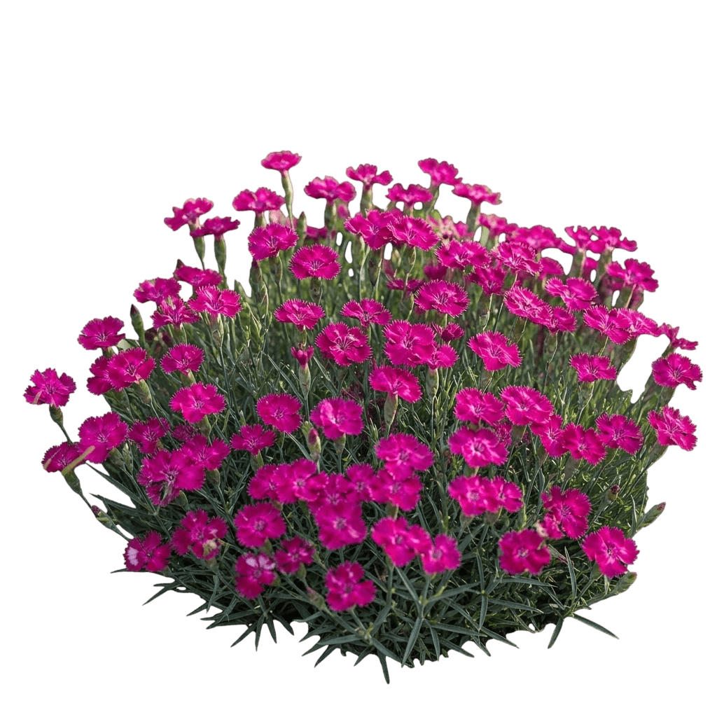 Mad Magenta Dianthus (Dianthus X Hybrida 'Mad Magenta Var. X Hybrida) - Perennials