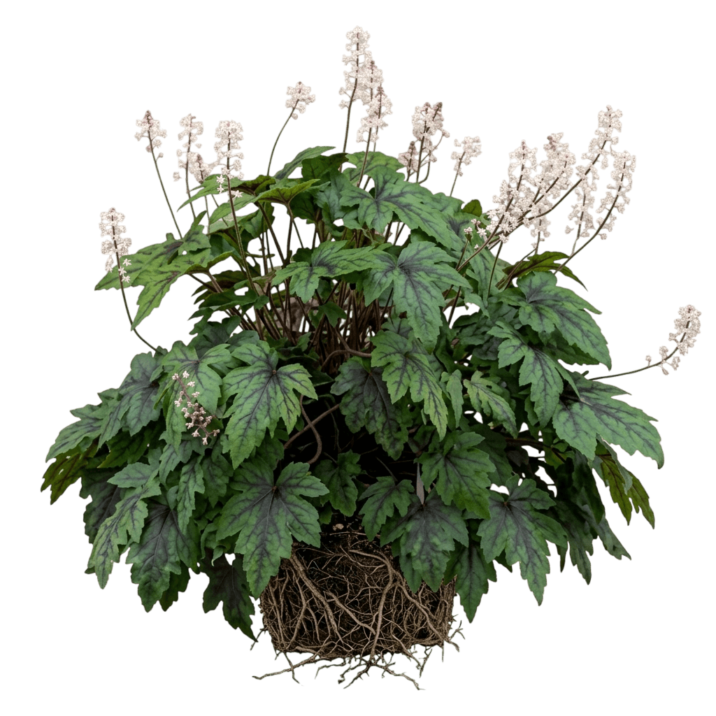 Sugar And Spice Foamflower (Tiarella 'Sugar And Spice') - Perennials