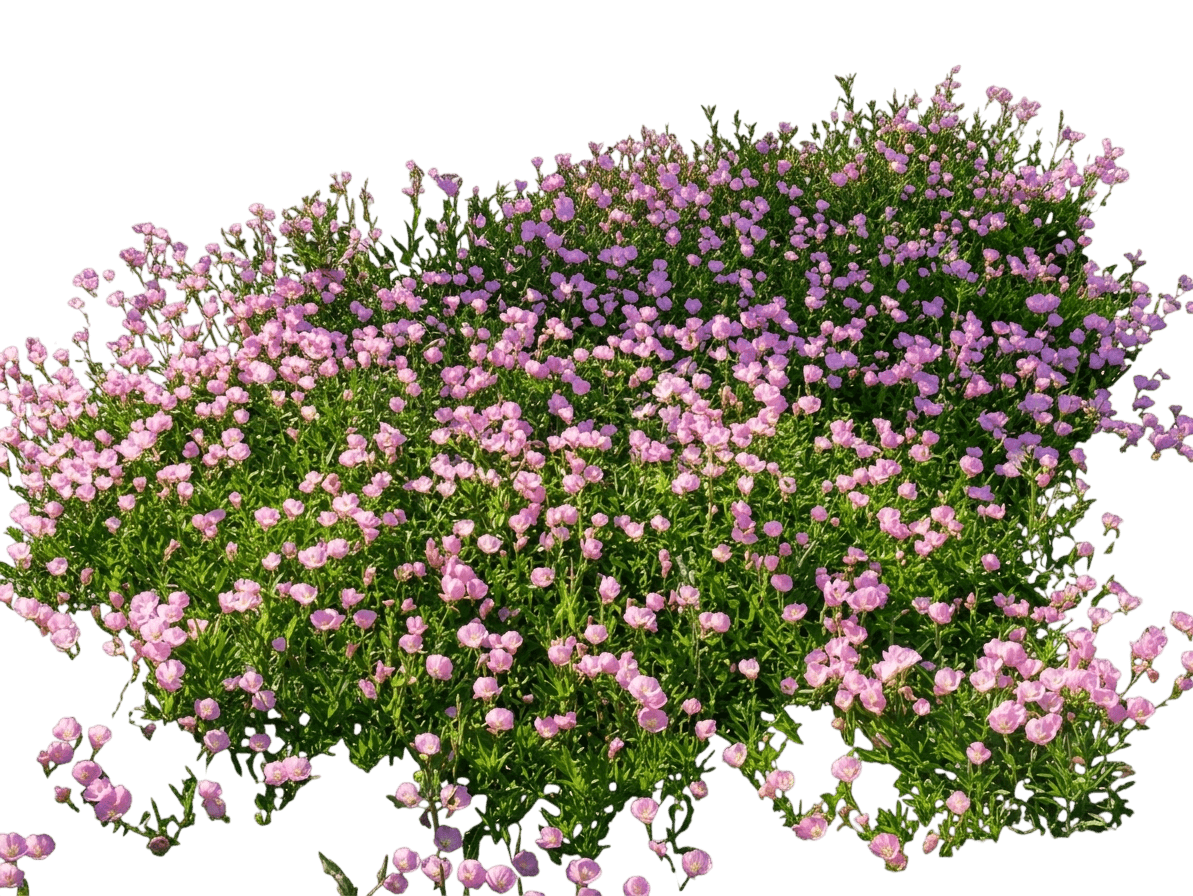 Primrose, Pink (Oenothera Speciosa 'Siskiyou Pink') - Perennials