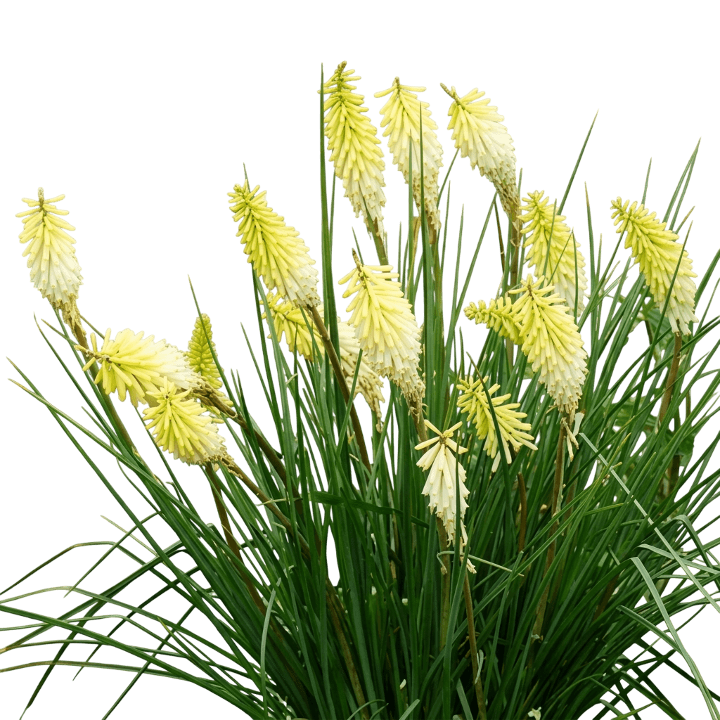 Pineapple Popsicle Dwarf Red Hot Poker (Kniphofia Popsicle Series 'Pineapple Popsicle') - Perennials