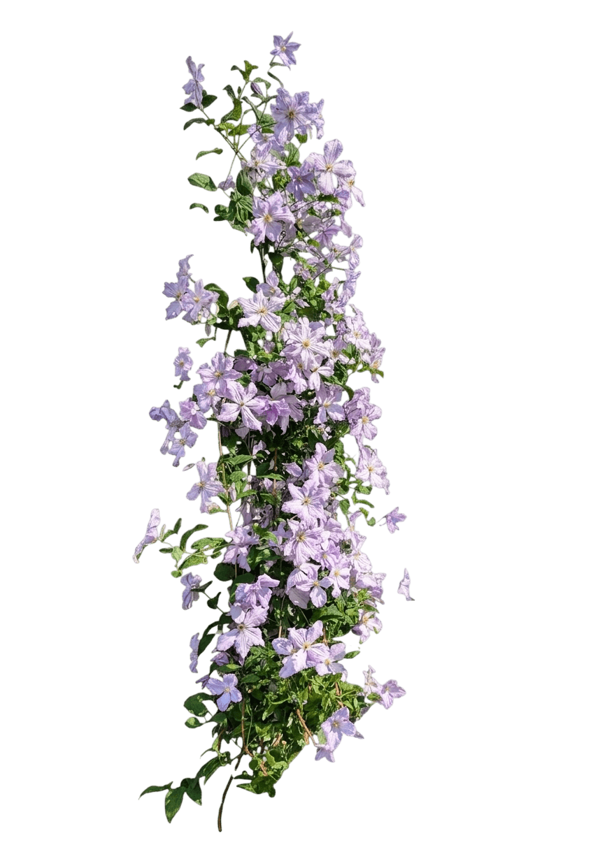 Boulevard® Edda™ Clematis (Clematis Var. Hybrid 'Evipo074') - Perennials