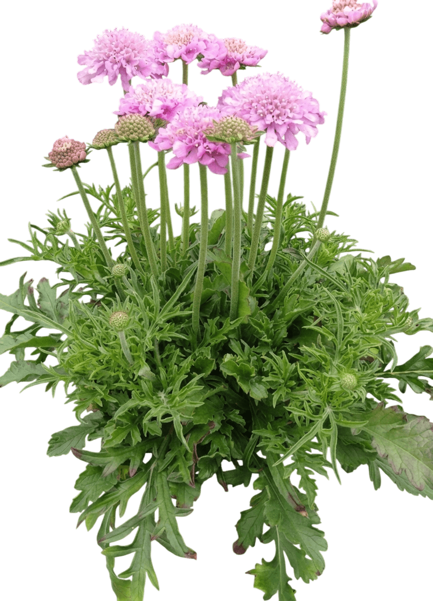 Pink Mist Pincushion Flower (Scabiosa 'Pink Mist') - Perennials