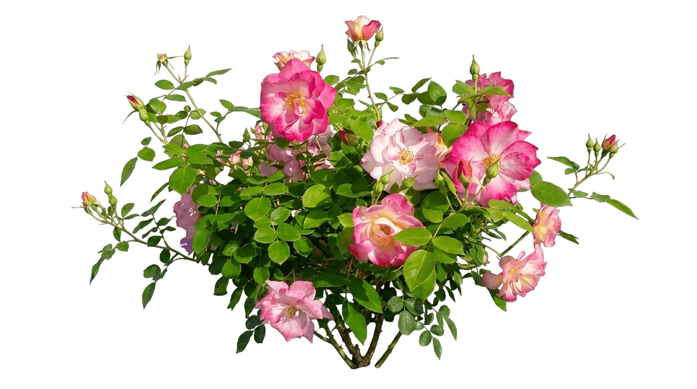 Rose, Campfire (Rosa 'Campfire') - Ground Layers