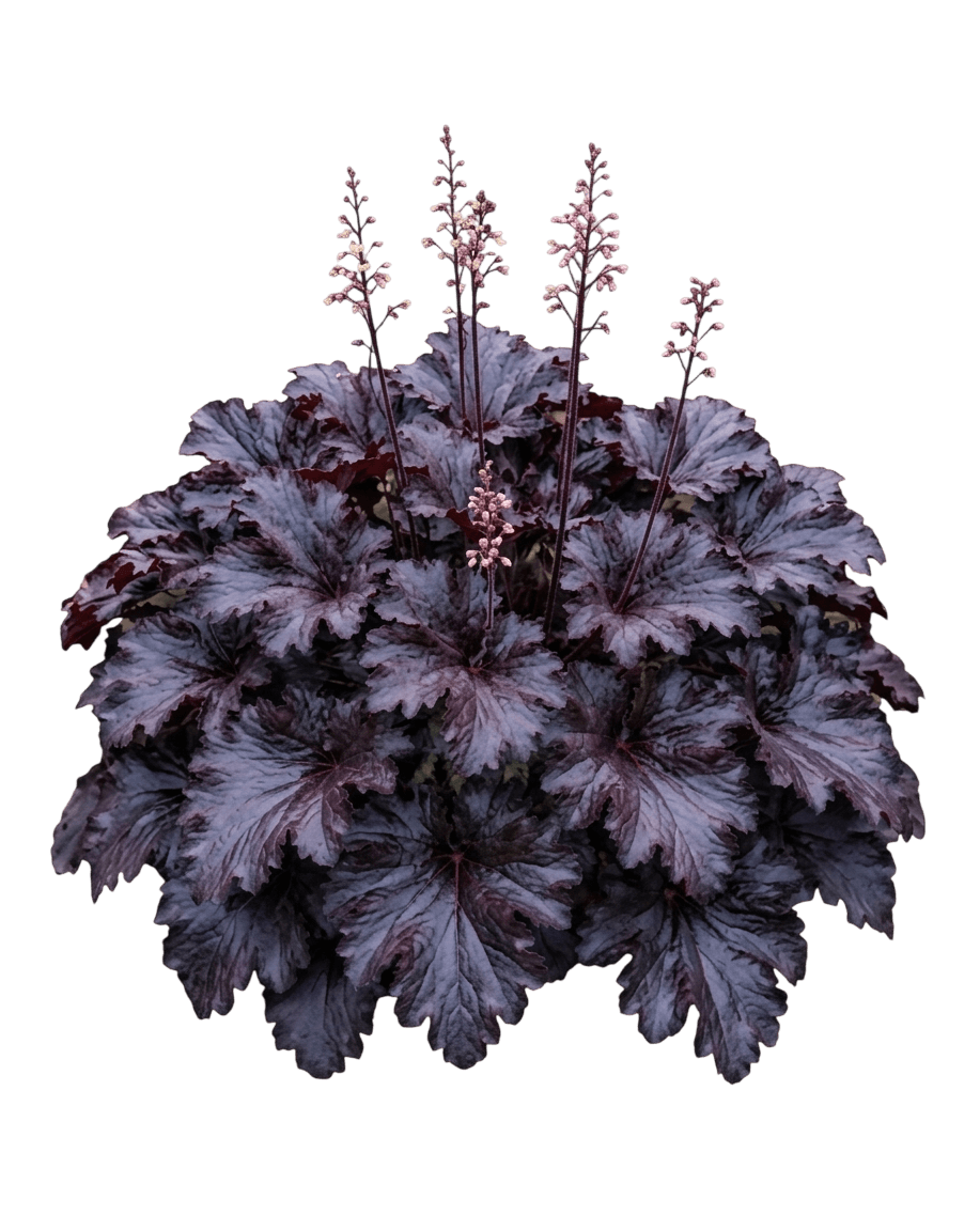 Black Taffeta Coral Bells (Heuchera 'Black Taffeta') - Perennials