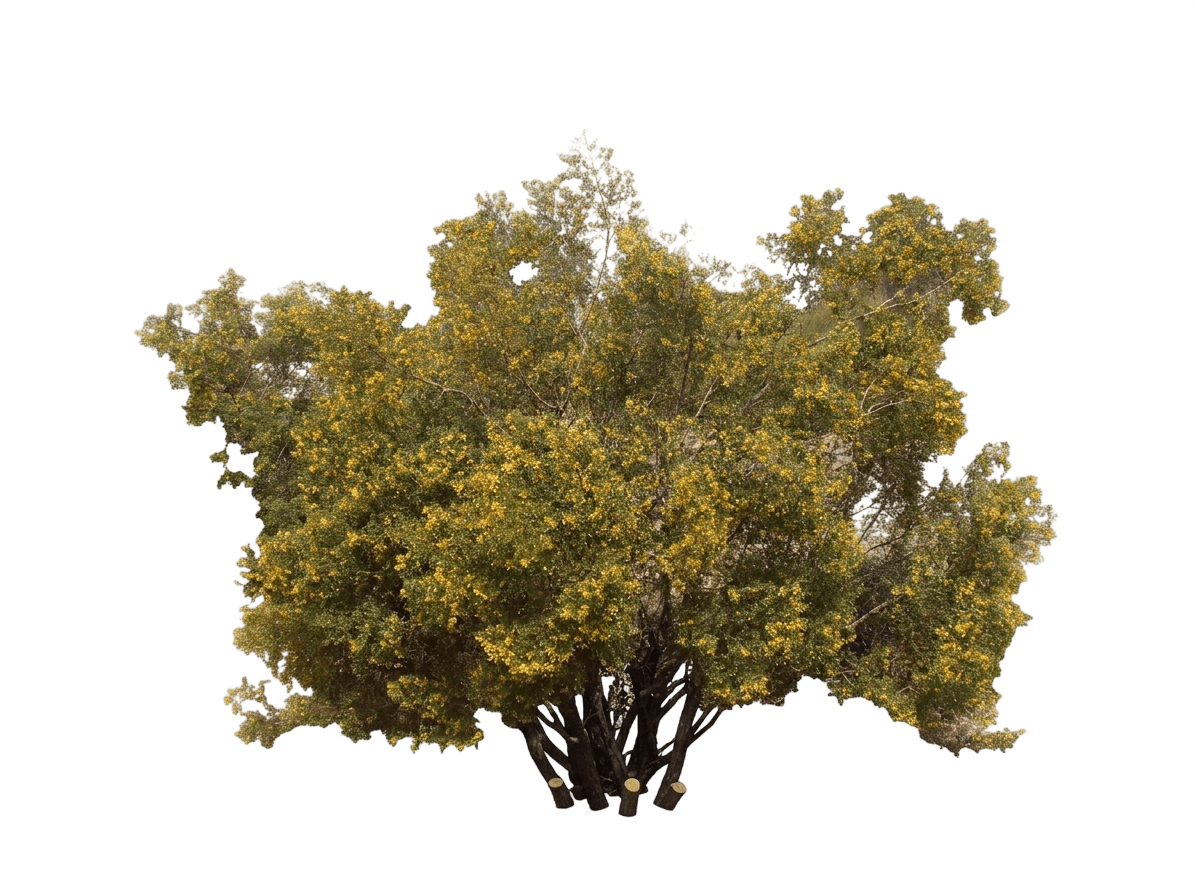 creosote (Larrea Tridentata) - Shrubs