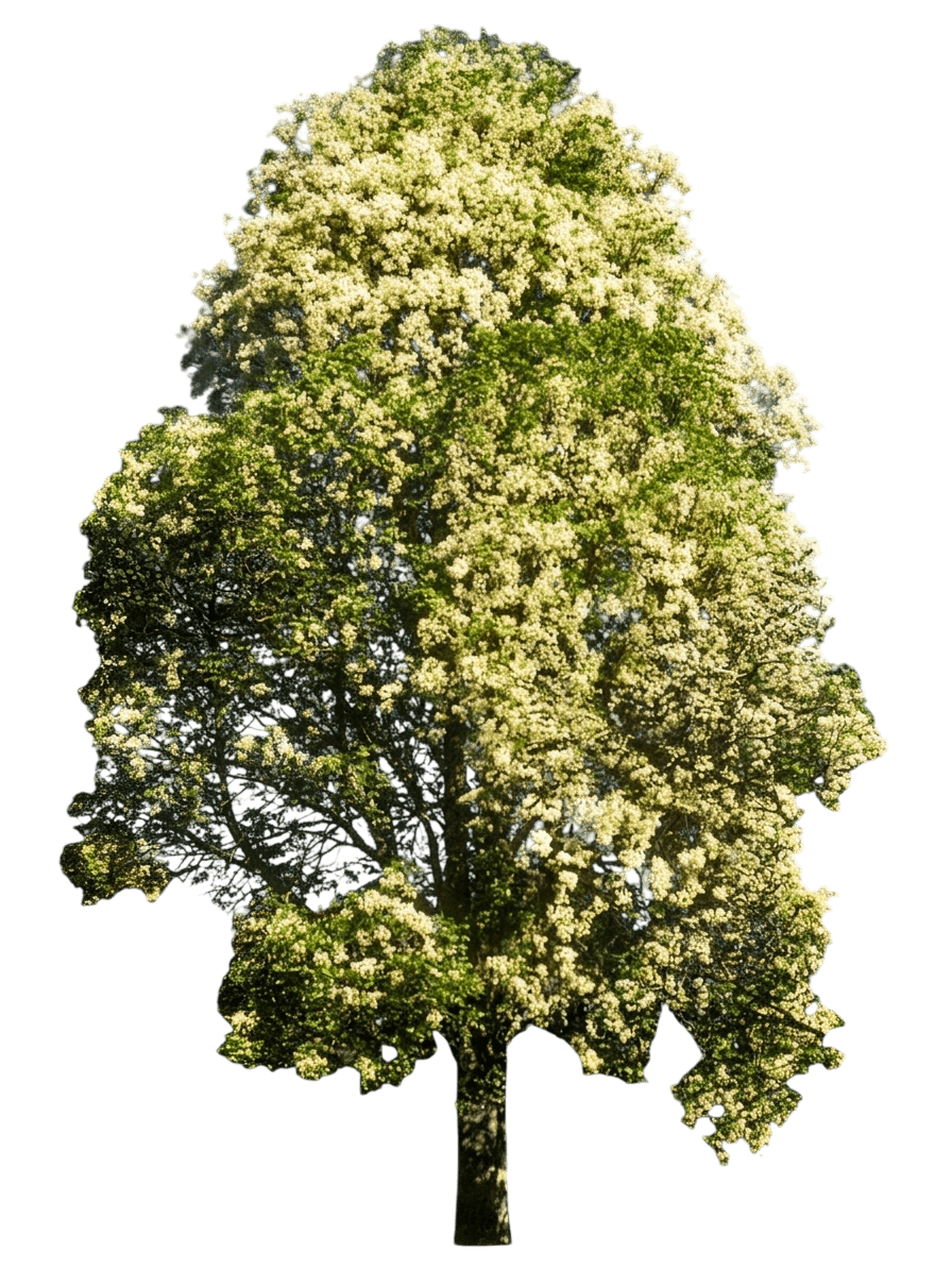 Crow'S Ash (Flindersia Australis) - Evergreen Trees