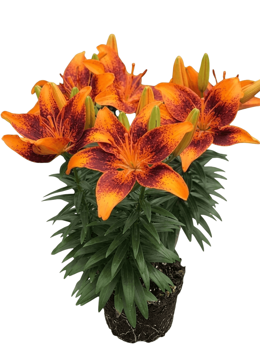 Lily, Asiatic, Tiny Tunes (Lilium Asiatic 'Tiny Tunes') - Perennials