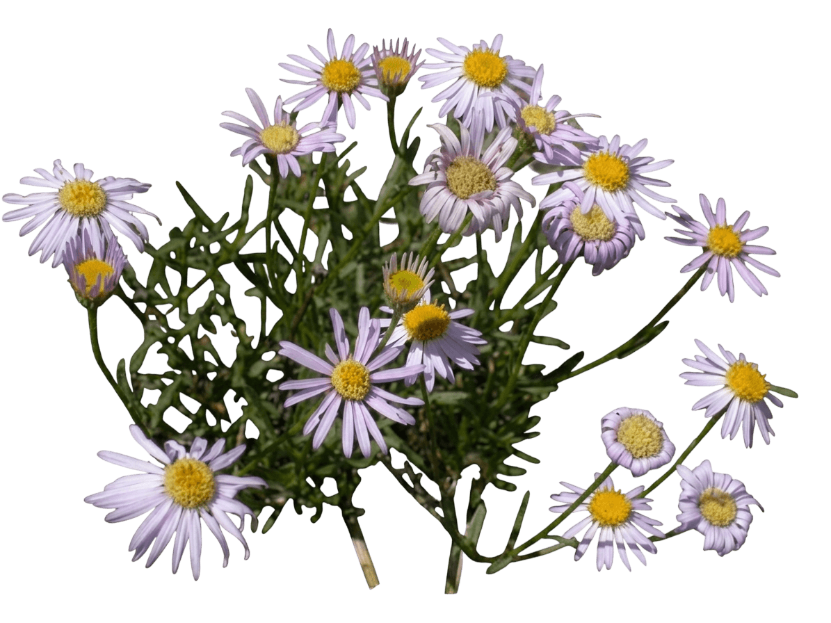 leafy fleabane (Erigeron Foliosus) - Perennials