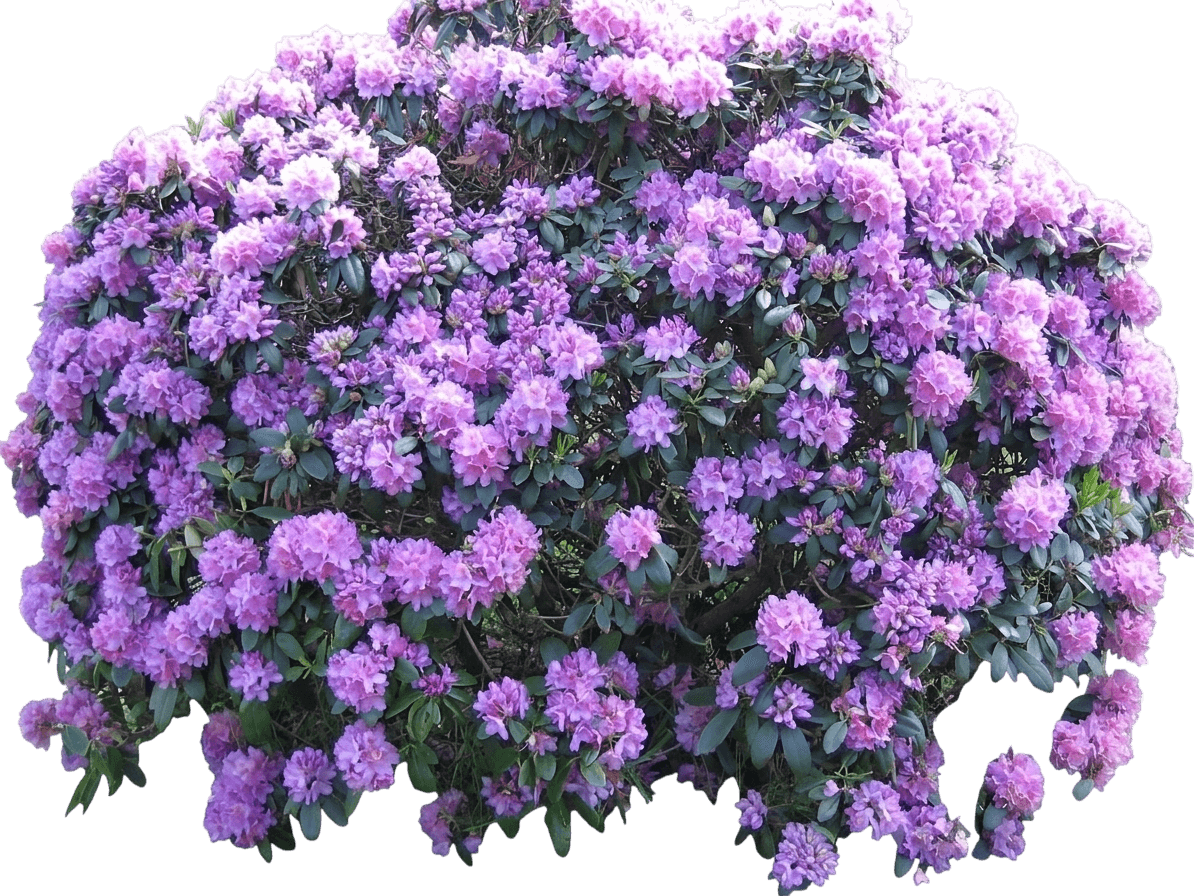 Grandiflorum Rhododendron (Rhododendron Catawbiense 'Grandiflorum') - Ground Layers