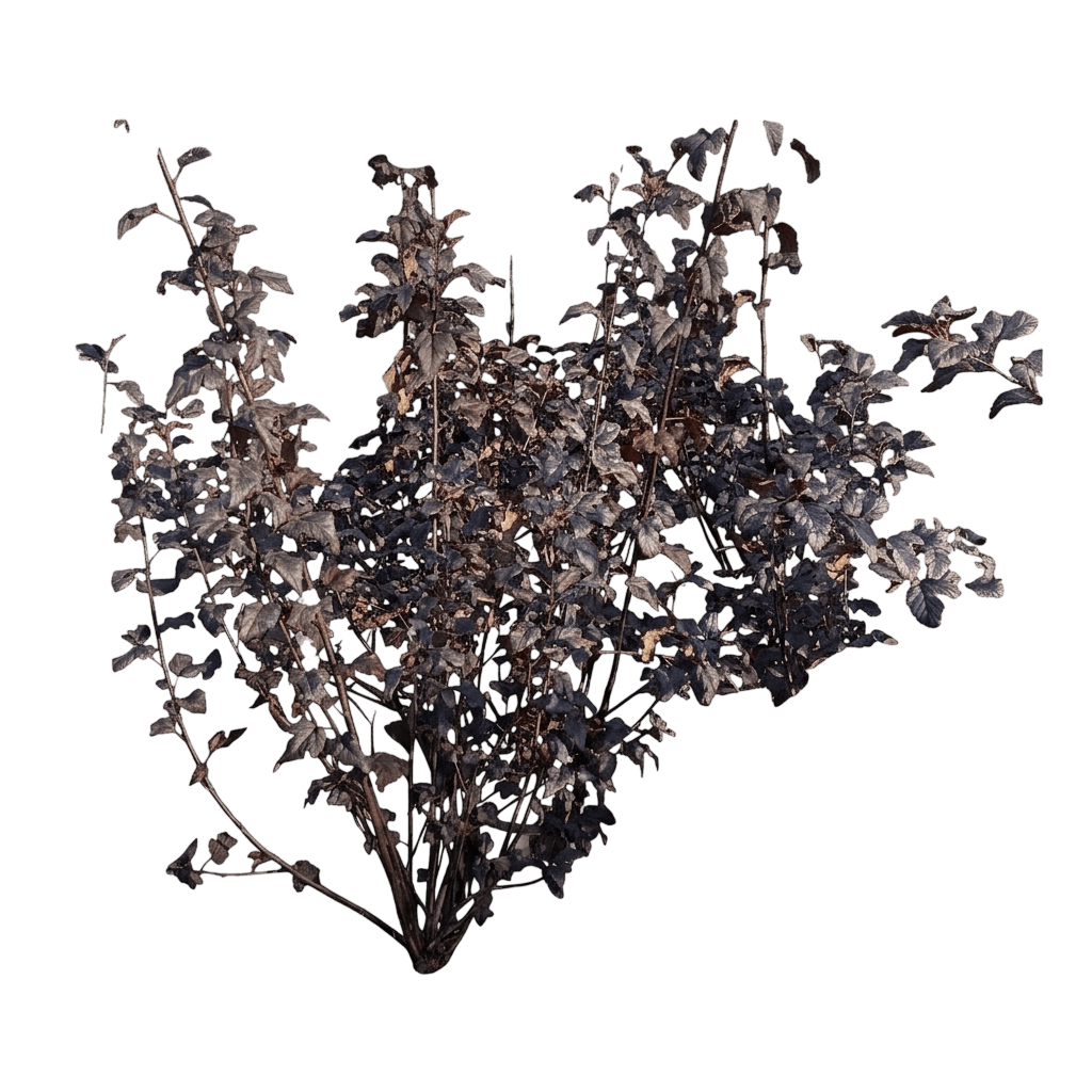 Summer Wine® Black Ninebark (Physocarpus Opulifolius Var. Opulifolius 'Smnpms') - Shrubs
