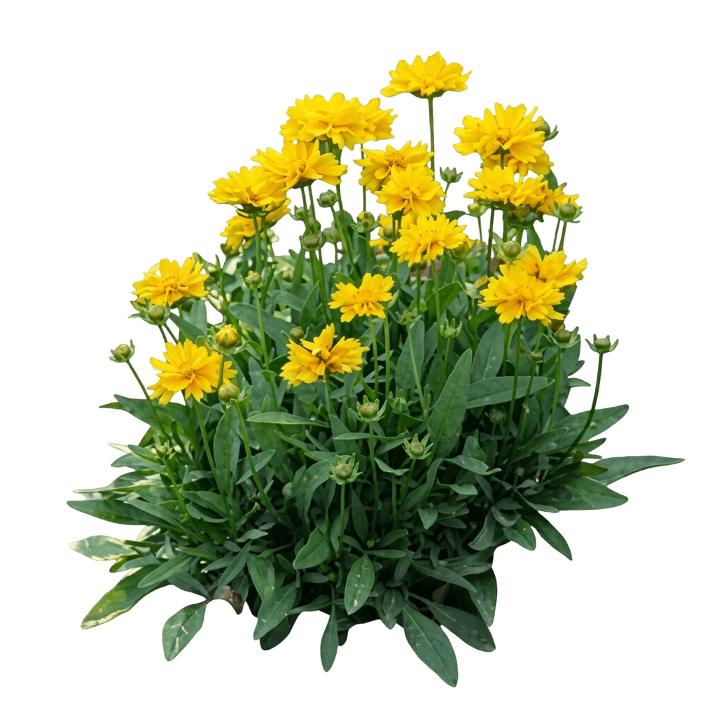 Swamp Tickseed (Coreopsis Palustris 'Summer Sunshine') - Perennials