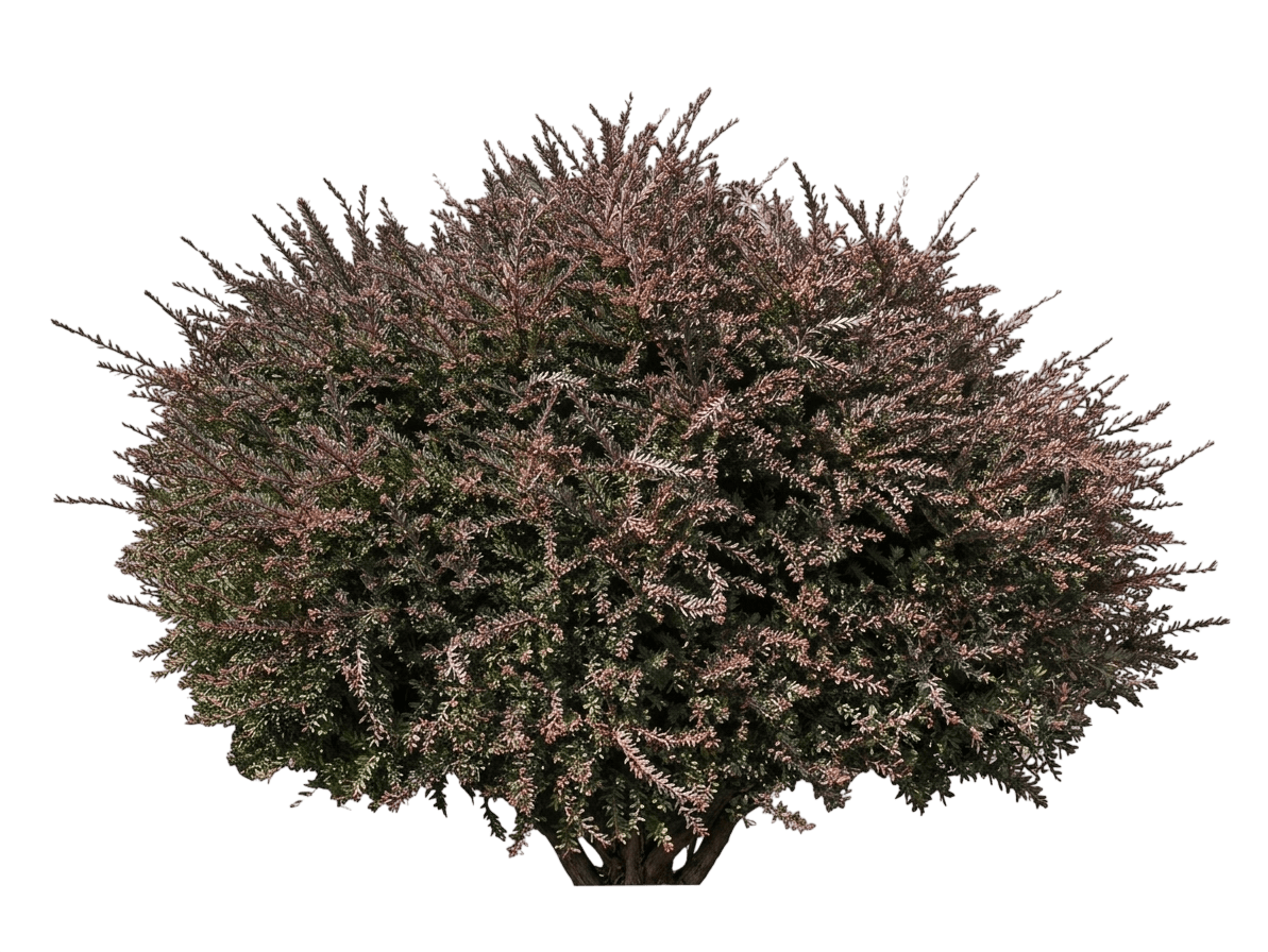Blue Gem Mountain Plum-Pine (Podocarpus Lawrencei 'Blue Gem') - Ground Layers