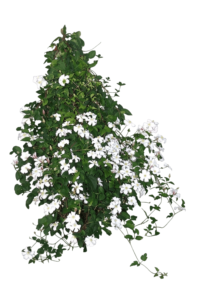 clematis hybrid (Clematis 'Huldine') - Perennials