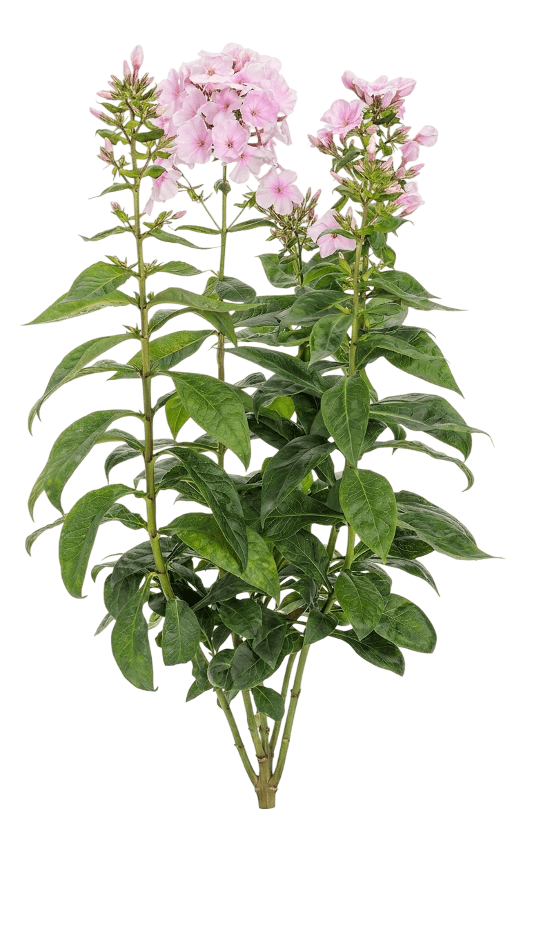 Cotton Candy Garden Phlox (Phlox Paniculata 'Ditomfav') - Perennials