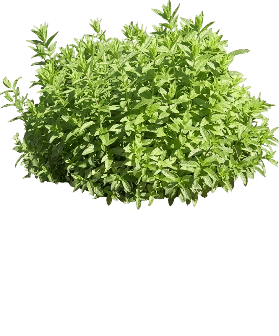 Spearmint (Mentha Spicata) - Perennials