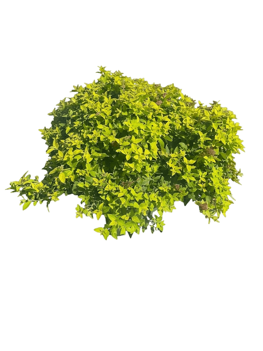 Double Play® Gold Spirea (Double Play® Gold Spiraea Japonica Uspp 21,615 Var. Japonica 'Yan') - Shrubs
