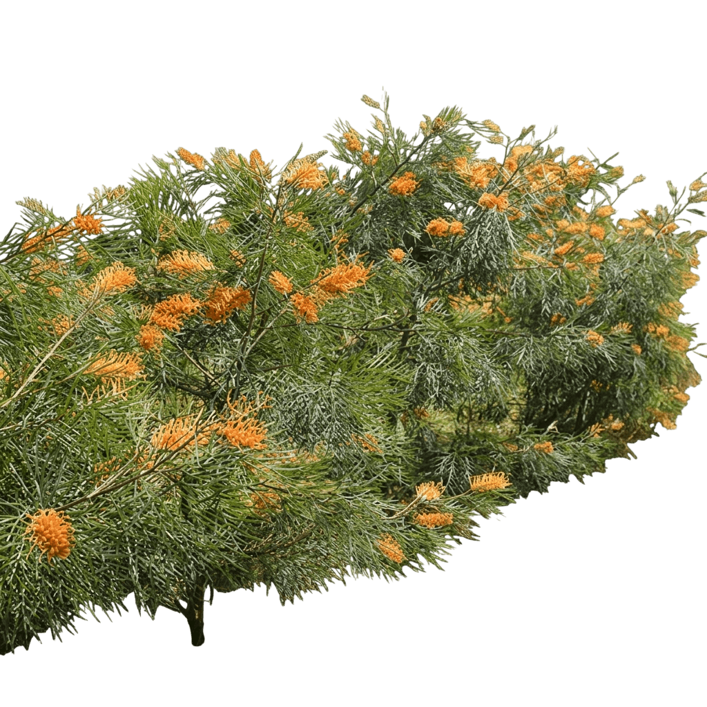 Honey Gem (Grevillea 'Honey Gem') - Ground Layers