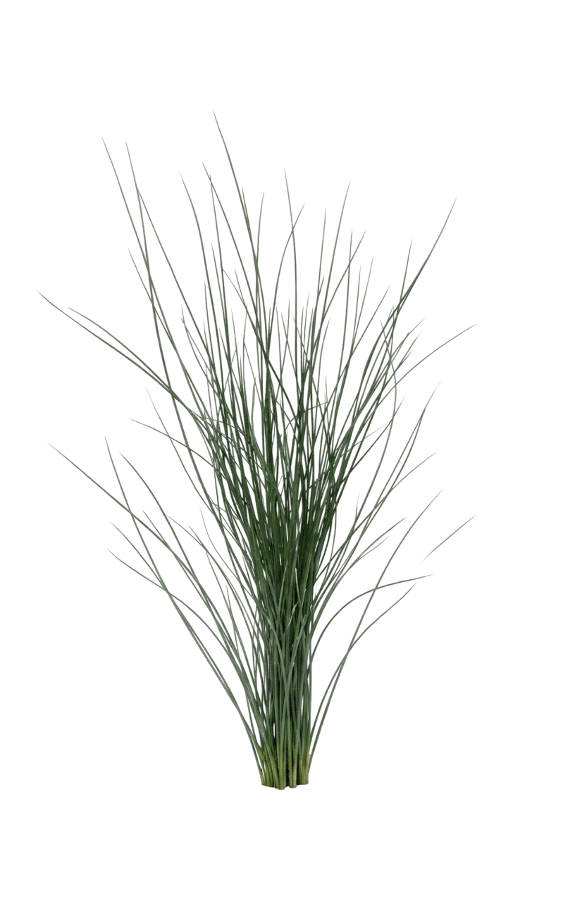 Blue Dart Rush (Juncus 'Blue Dart') - Grasses