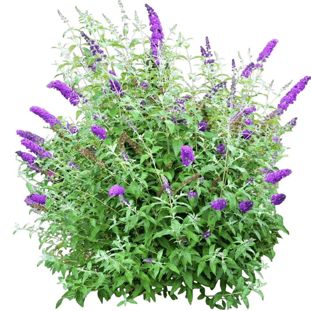 Psychedelic Sky Butterfly Bush (Buddleia Hybrid 'Piibd-Iii') - Ground Layers