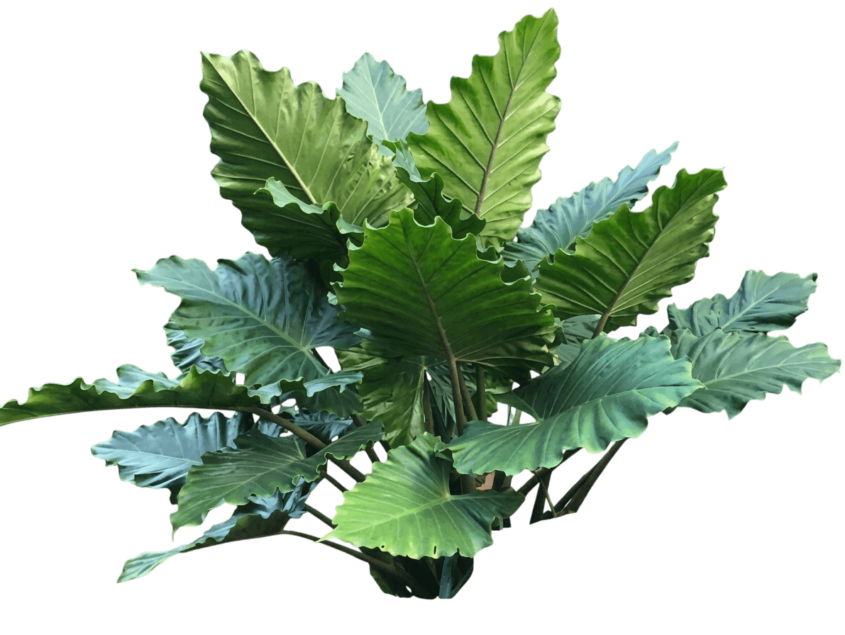 elephant ear (Alocasa Portadora 'Elephant Ear') - Ground-layer plants