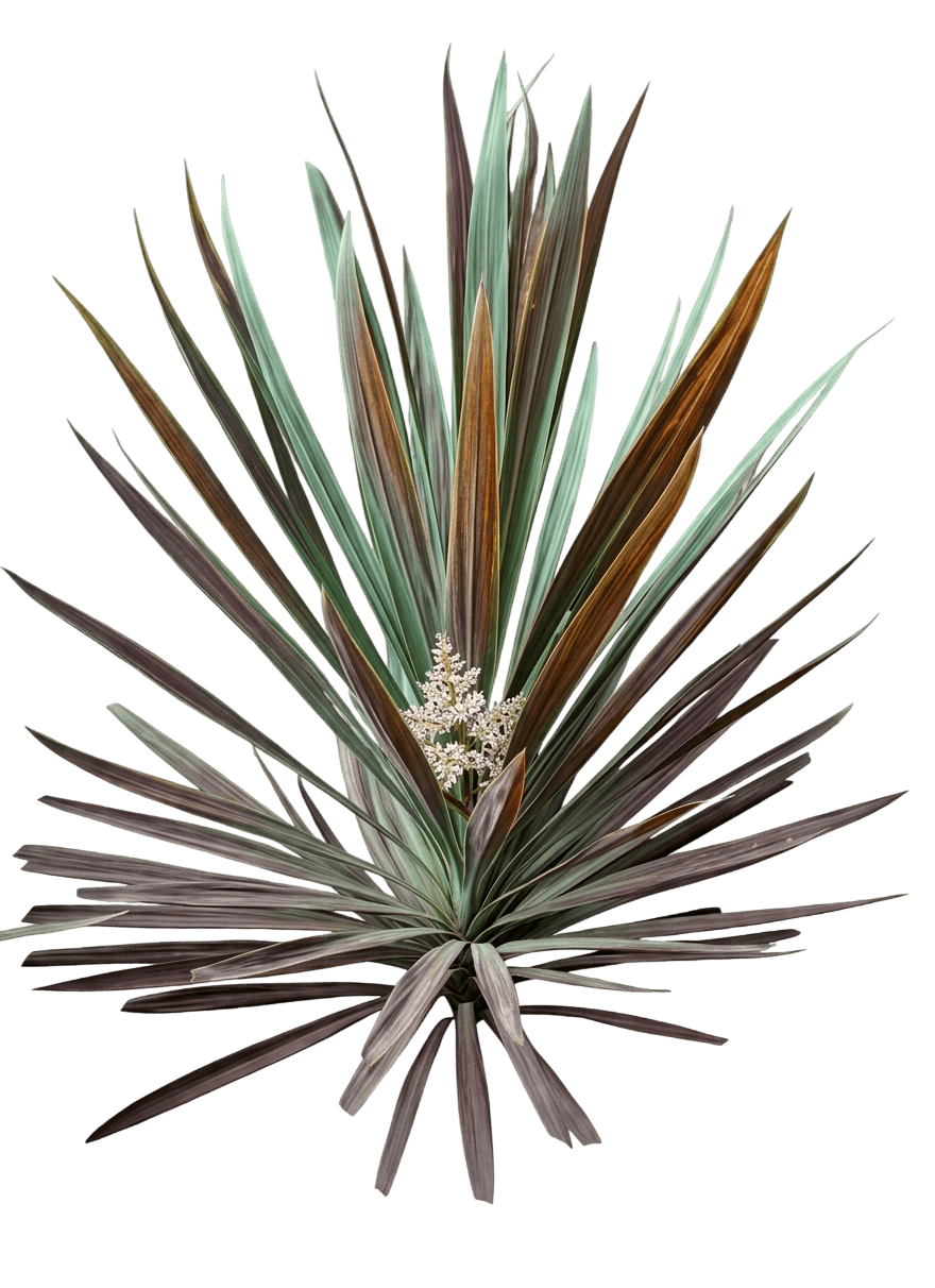 Choc Mint (Cordyline 'Choc Mint') - Ground Layers
