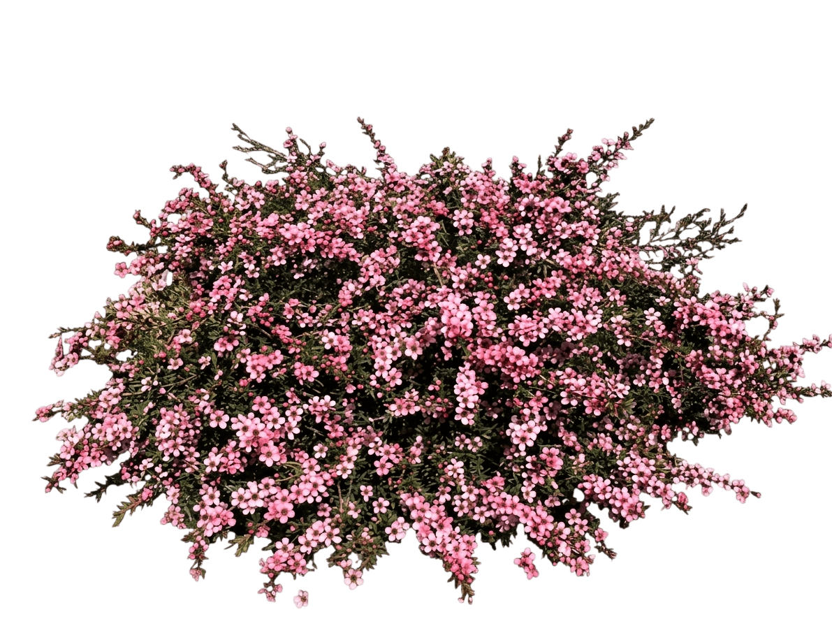 Pink Cascade (Leptospermum 'Pink Cascade') - Ground Layers