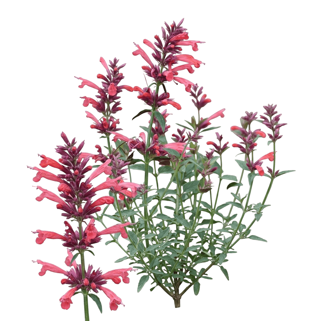 Summerlong Coral Agastache (Agastache Mexicana 'Balsumlora') - Perennials